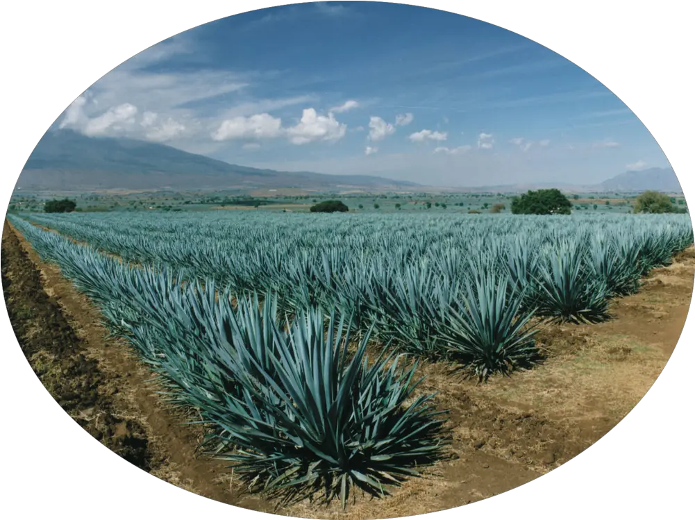  Orgave Agave Azul Png Agave Png