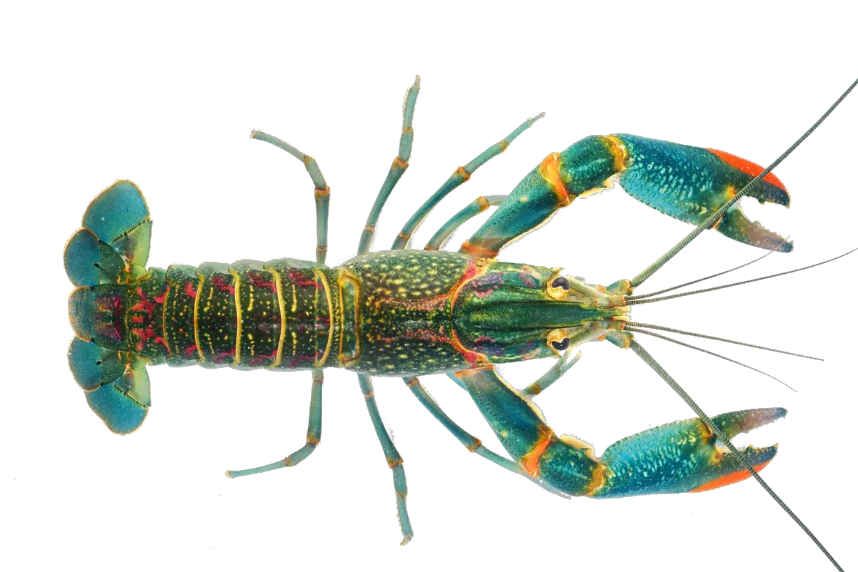  Download Transparent Crayfish Png Redclaw Crayfish Crawfish Png