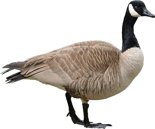  Goose Transparent Image Goose Png Goose Transparent