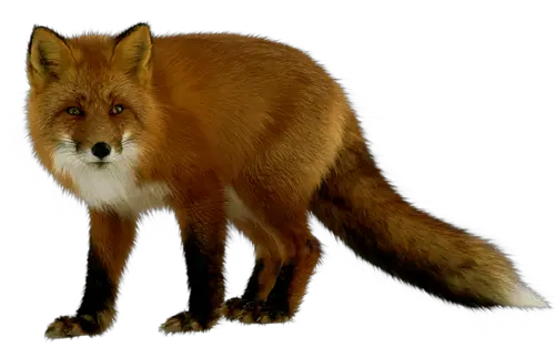  Fox Png Renard Png Fox Png