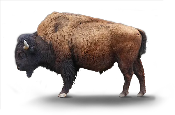  Bison Transparent Background Bison Png Bison Png