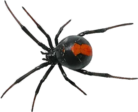  Spider Png Transparent Images Pest Control Spider Transparent