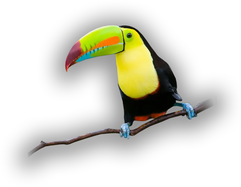  See Touch And Feed Toucan Full Size Png Download Seekpng Toco Toucan Toucan Png