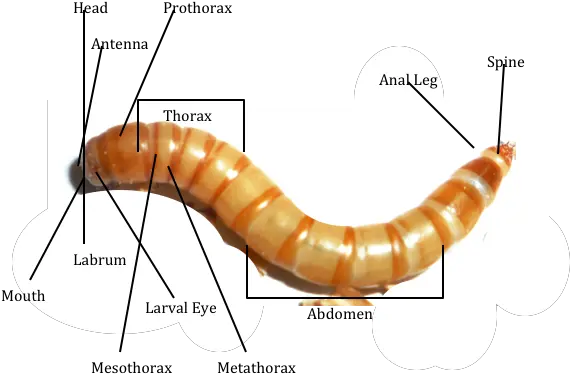  Mealwormdiagrampng Meal Worms Thorax Abdomen Silverfish Worm Png