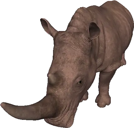  Miocene White Rhinoceros Black Rhinoceros Png Rhino Png