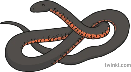  Red Bellied Black Snake Illustration Twinkl Serpent Png Black Snake Png