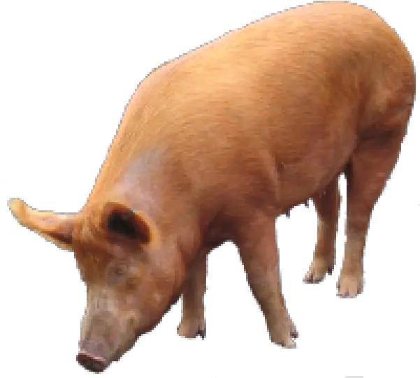  Pig Png Free Download 17 Domestic Pig Pig Png