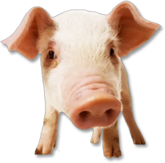  Pig Png Free Download 19 Pigs Face Pig Png