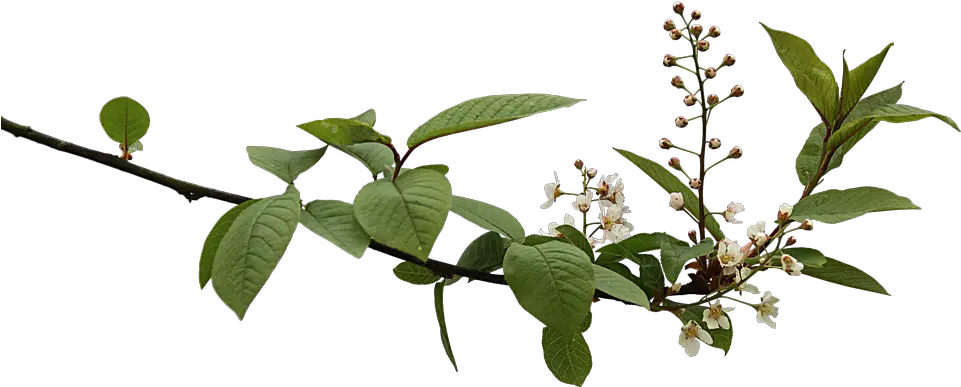  Branch Png 5 Image Branch With Flowers Png Branch Png