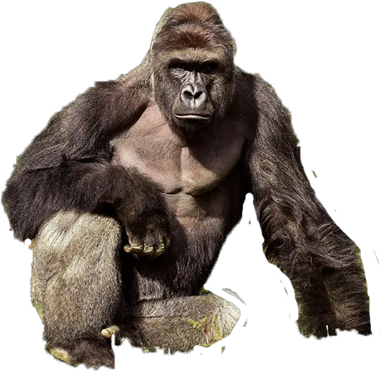  Dicksout4harambe Hashtag Harambe Png Harambe Transparent