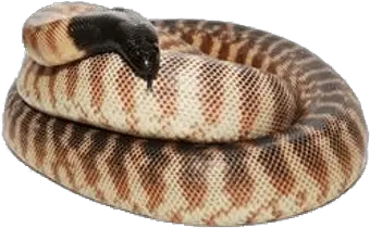  Black Headed Python Transparent Png Stickpng Python Python Png