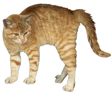  Animal Clip Art Scared Cat Transparent Background Png Cat With Transparent Background