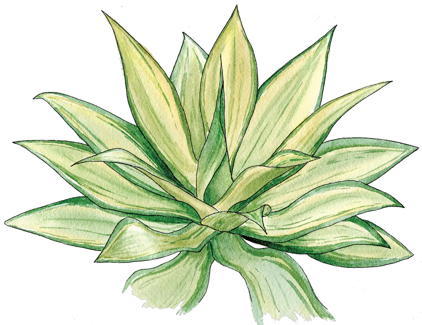  Agave Agave Png Agave Png