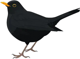  Common Blackbird Blackbird Png Black Bird Png