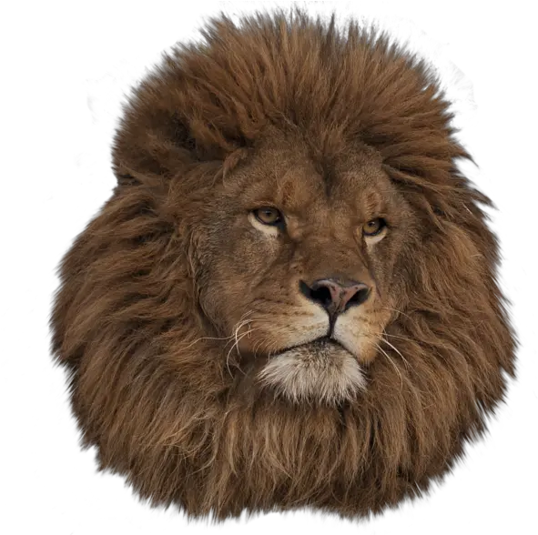  Lion Head Tumblr Transparent Download Animal Png Lion Head Transparent