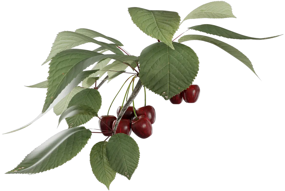  Cherry Fruit Transparent A Branch Of Cherries Png Branch Transparent