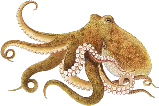  Octopus Png 2 Image Octopus Png Octopus Png