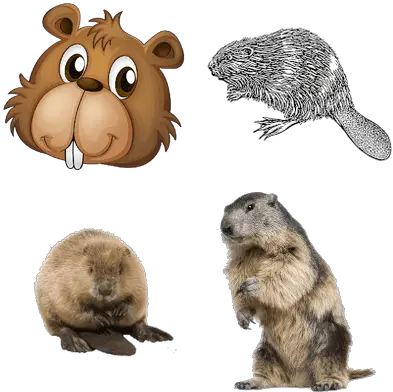  Animals Transparent Png Images Beaver Png Transparent Animals