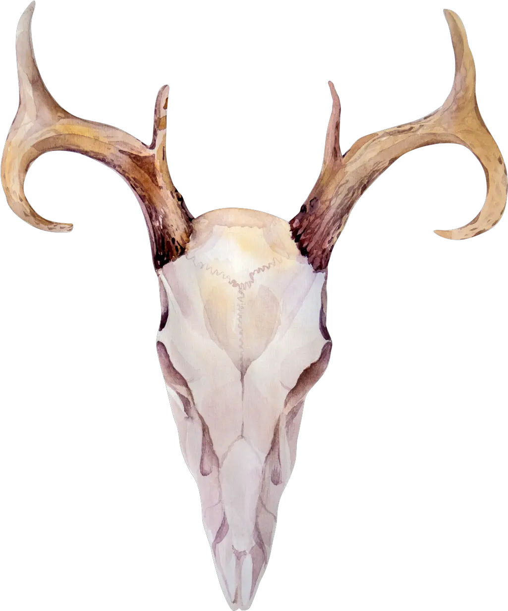  Download This Graphics Is Wood Grain Horns Transparent Elk Bone Png Horns Transparent