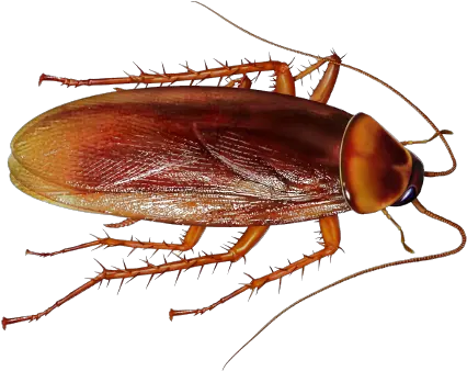  Download Cockroach Png File Cockroach Png Cockroach Png