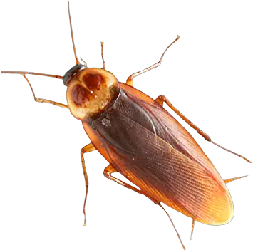  Roach Png Images Free Download Cockroach Png Cockroach Png