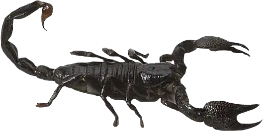  Scorpion Transparent Background Scorpion Png Scorpion Png