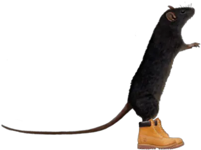  Lol My Edits Funny Lmao Lmfao Nyc Jokes Rat Png Transparent Timbs