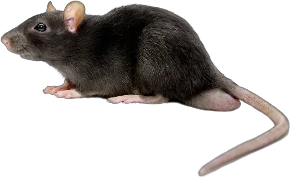  44 Mouse Png Images Are Free To Download Rat Png Mouse Png