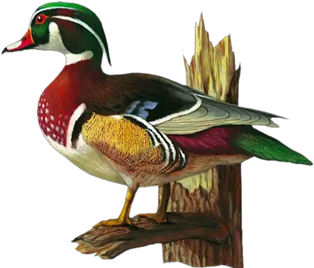  Clip Art Graphics Wood Duck Clip Art Png Duck Clipart Png