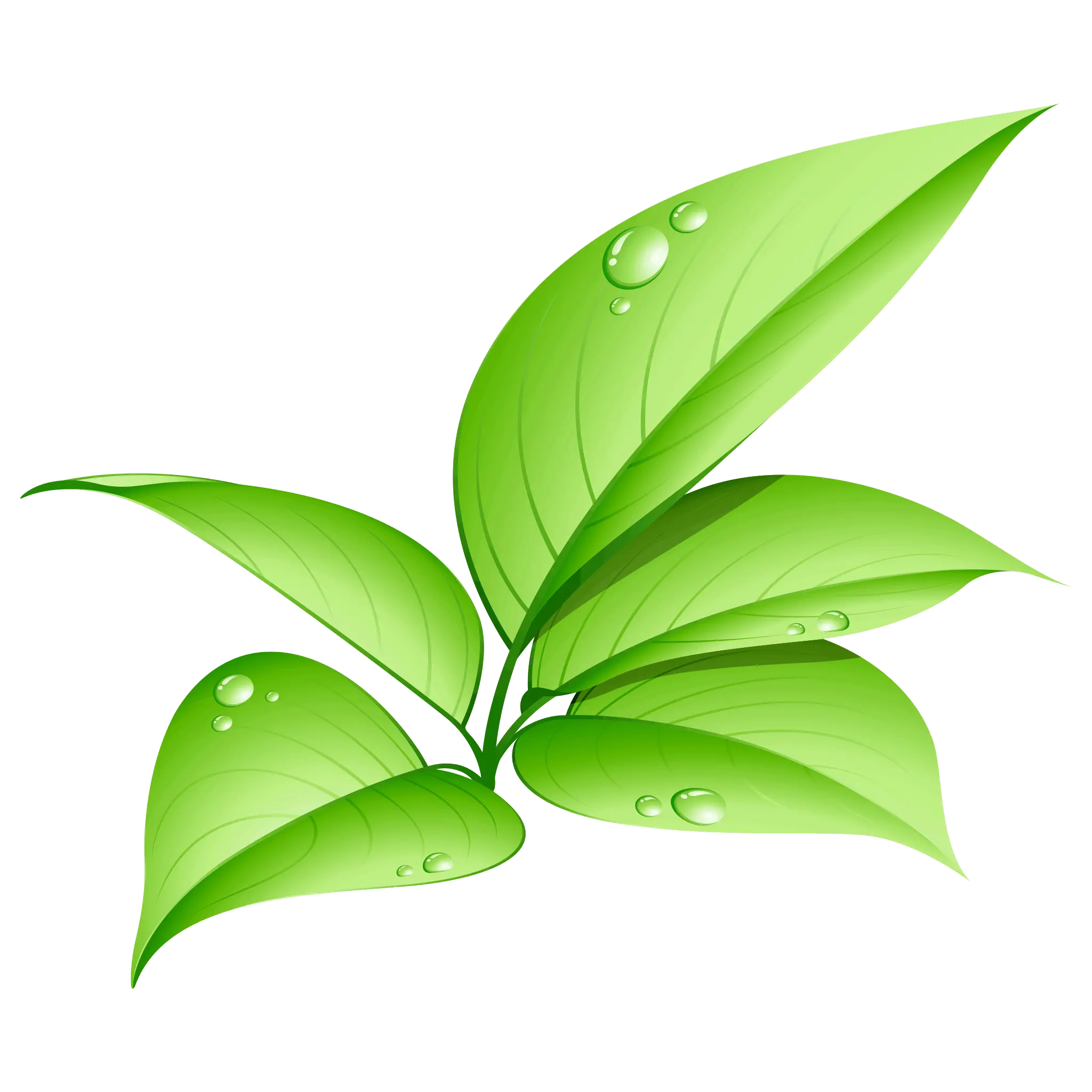  Download Leaves Png Green Leaf Png Hd Leave Png