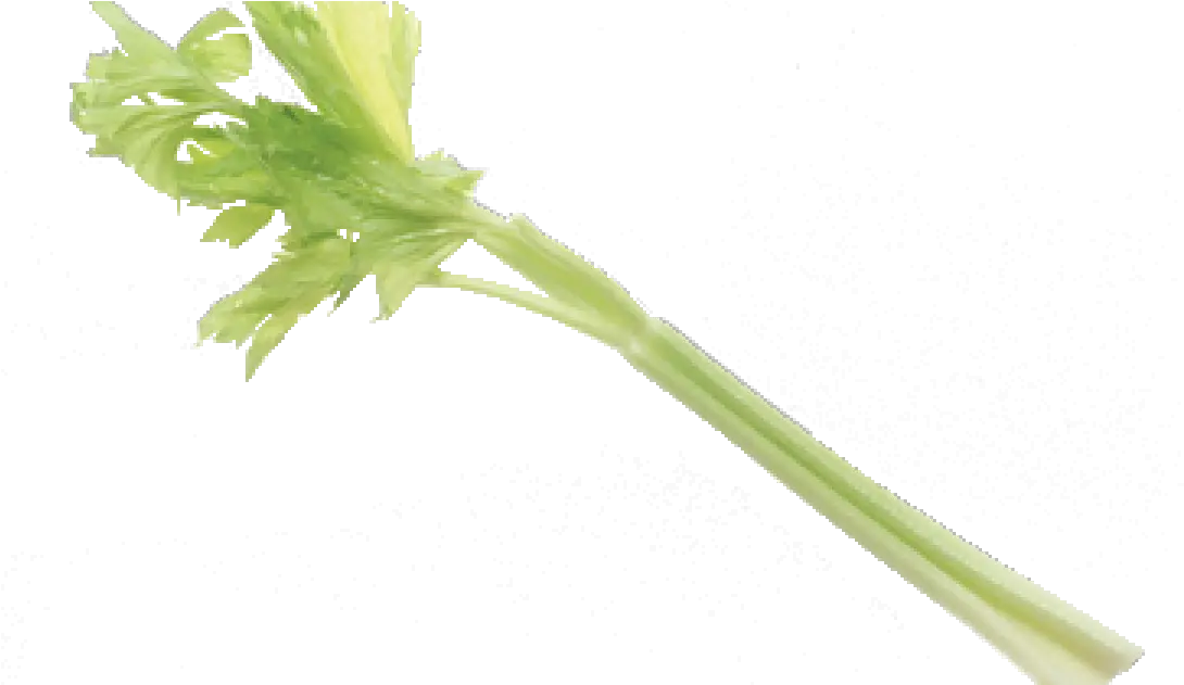  Celery Pick It Try Like Preserve Celery Png Celery Png