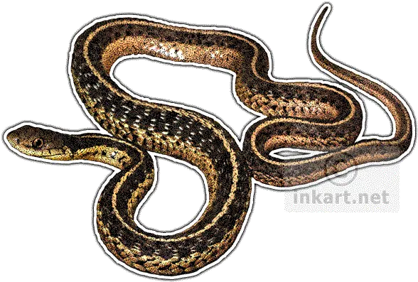  Eastern Garter Snake Decal Eastern Garter Snake Illustration Png Snake Transparent