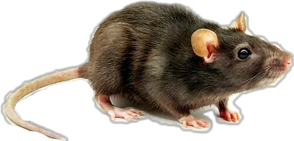  Rat Sticker By Davidhailey1020 Rodents Of South Florida Png Rat Transparent Background