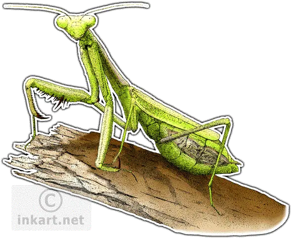  California Praying Mantis Decal Praying Mantis Illustration Png Praying Mantis Png