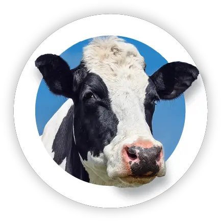  About Us Plexxis Software Software For Construction Cow Png Cow Head Icon