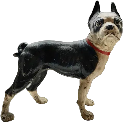  Boston Terrier Doorstop Vulnerable Native Breeds Png Boston Terrier Png