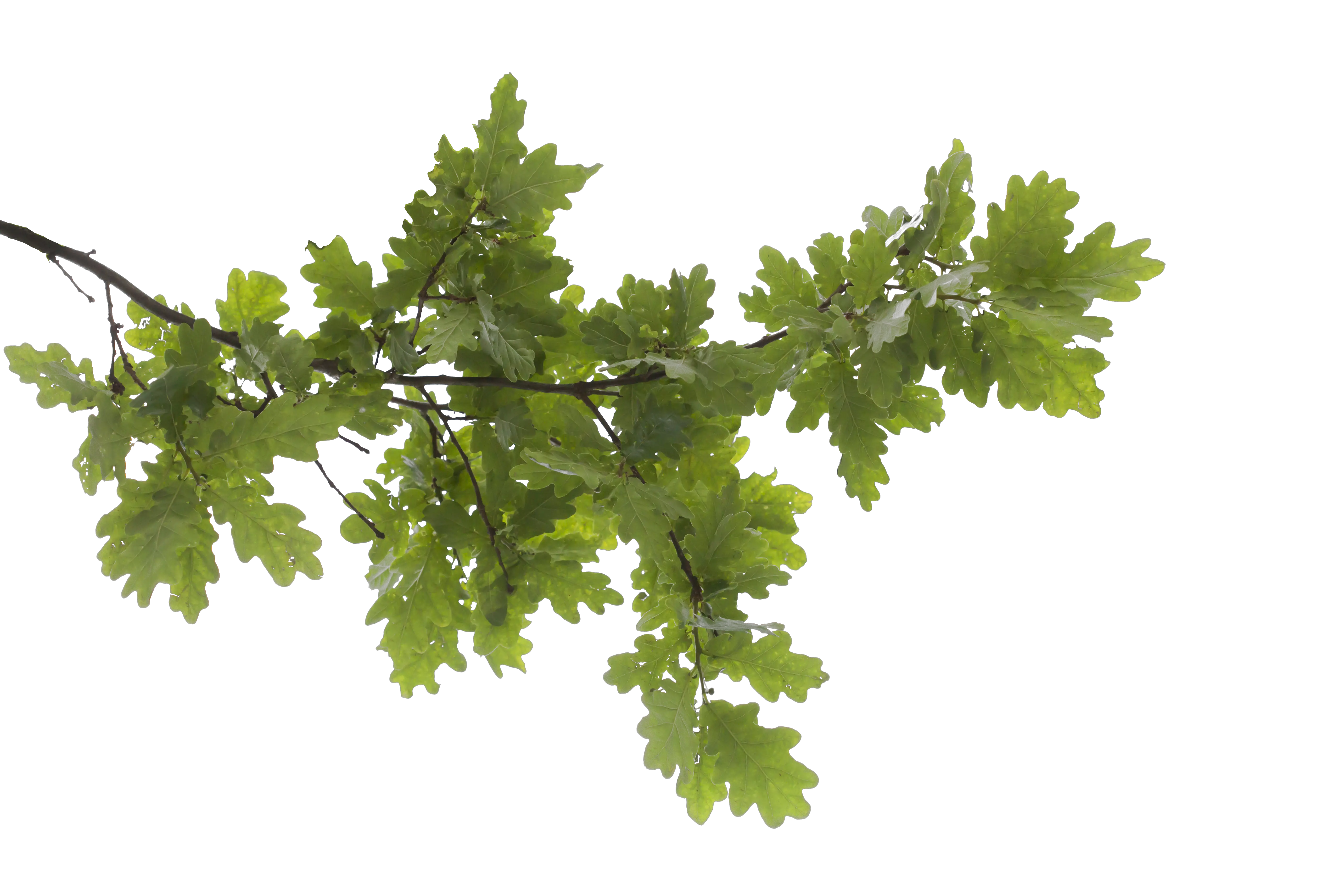  Tree Branch Png Transparent Image Transparent Background Tree Branch Branch Png