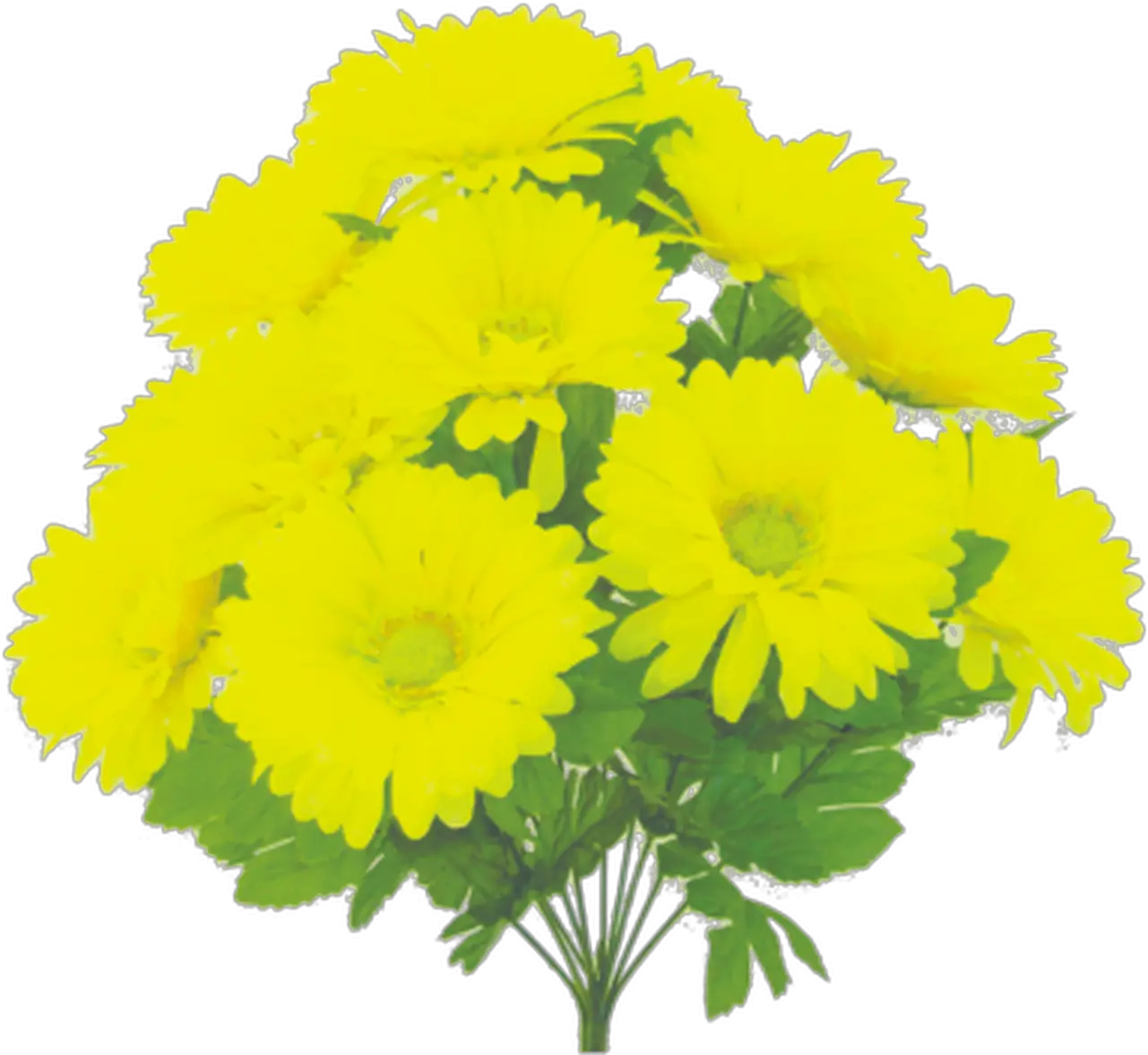  Download 19 English Marigold Png Marigold Png