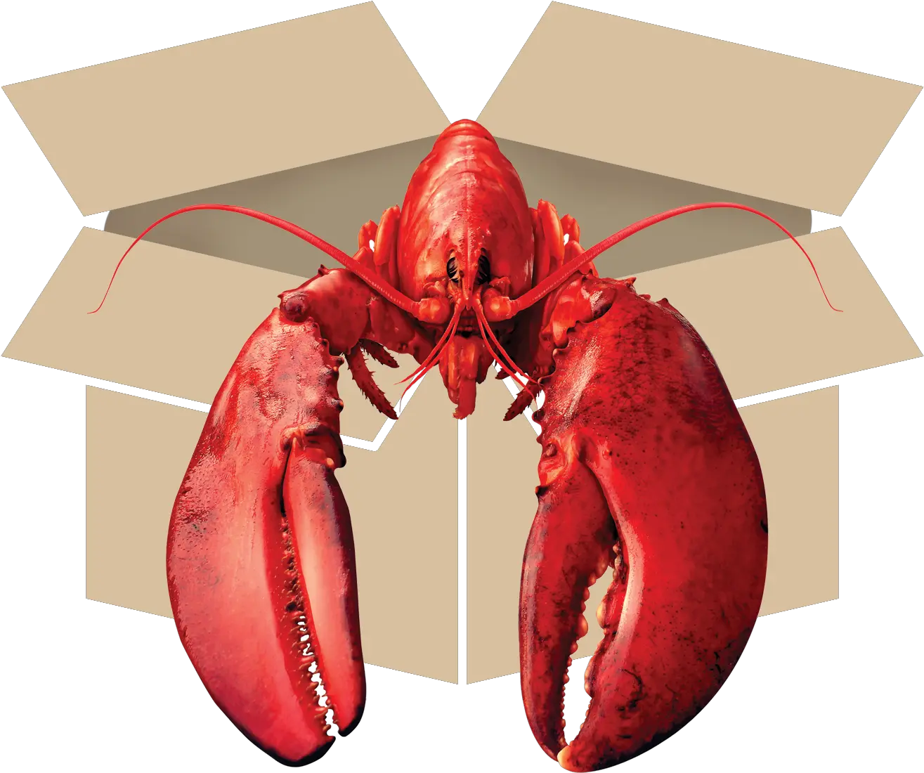  Download Questions Call American Lobster Png Lobster Png
