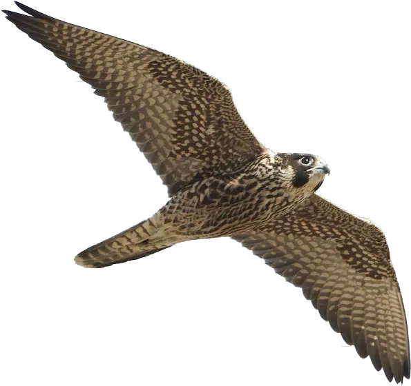  Peregrine Falcon Png Harrier Falcon Png