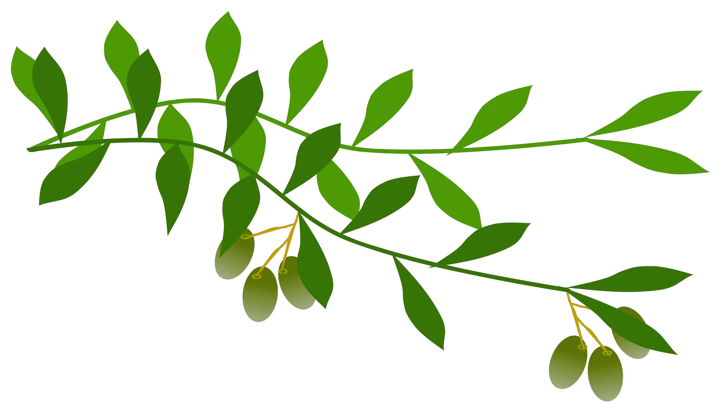  Olive Branch Free Clip Art Png Image Olive Branch Clipart Png Branch Png