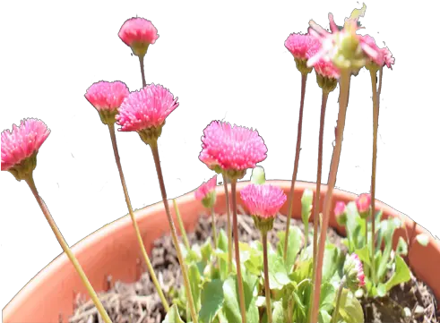  Pink Flowers Pot Frame Heartpngcom Png Pink Frame Png