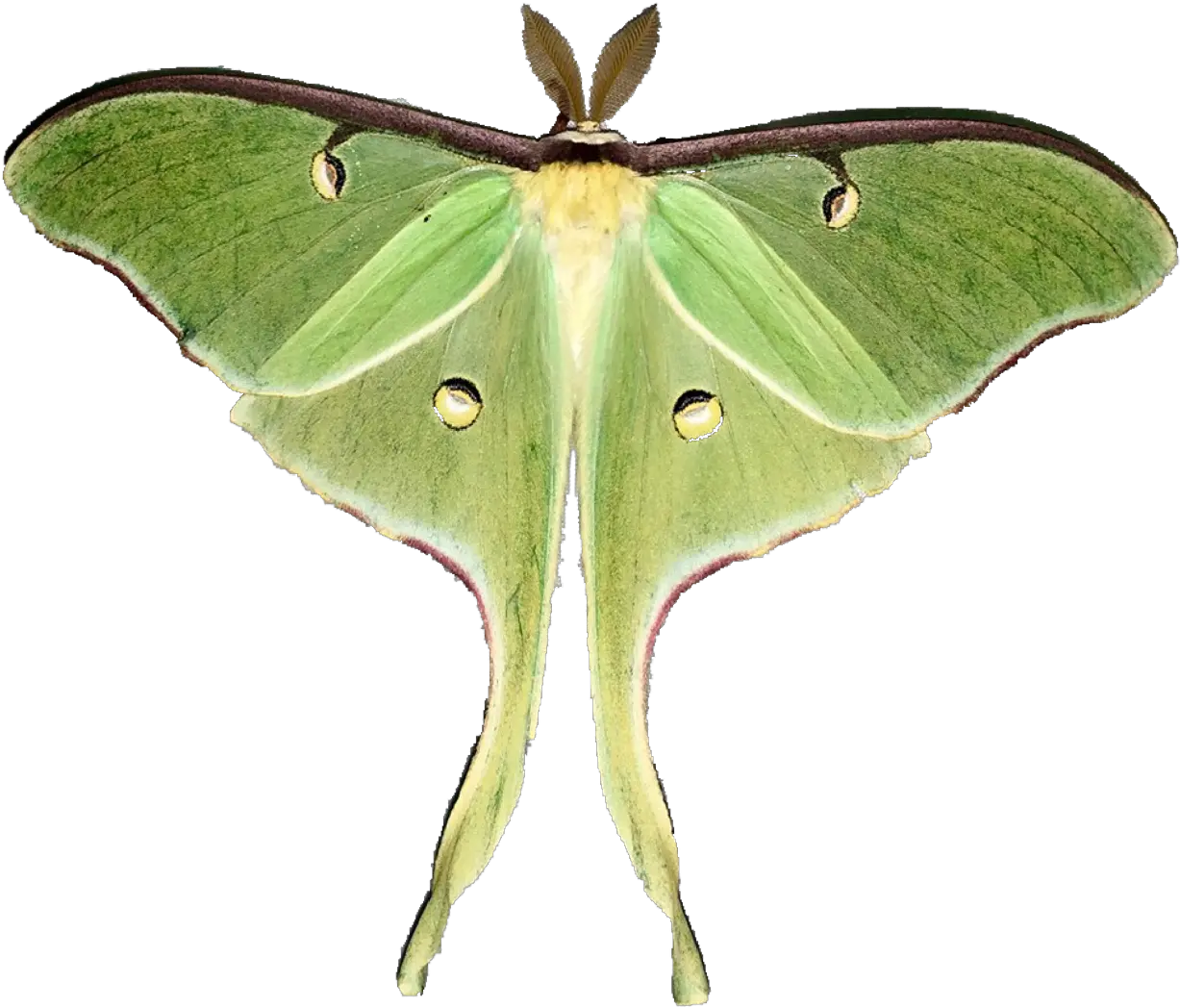  Moon Moths Transparent Luna Moth Png Moth Png