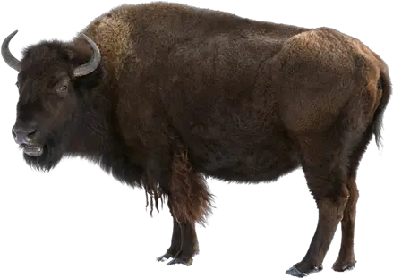  Bison Png 3 Image Buffalo M Bison Png