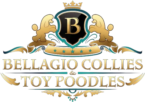  Welcome Bellagio Collies Png Poodle Icon
