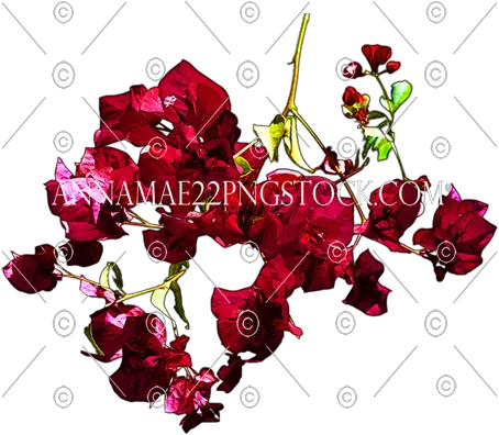  Red Flowers Png Stock Photo 0531 Transparent Background Image Floral Purple Flower Png