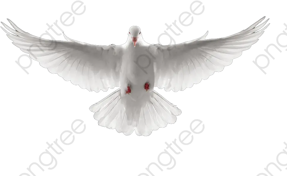  Download Free Png Sido Paloma Blanca Dove Paloma Png