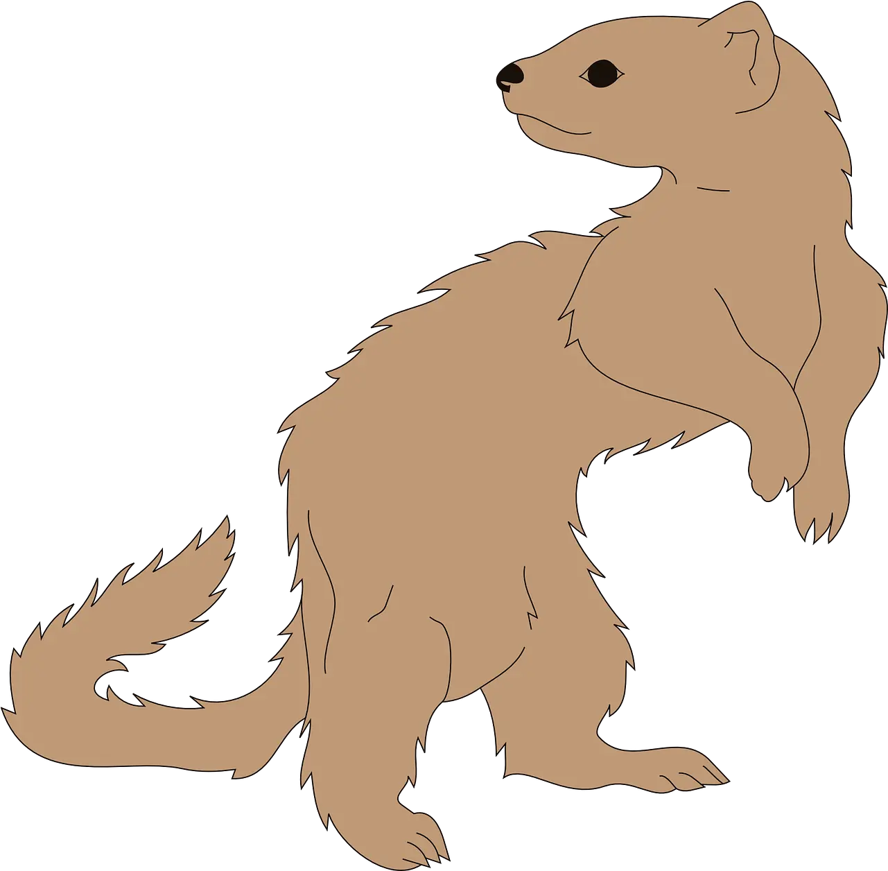  Ferret Animal Mammal Furão Png Ferret Png