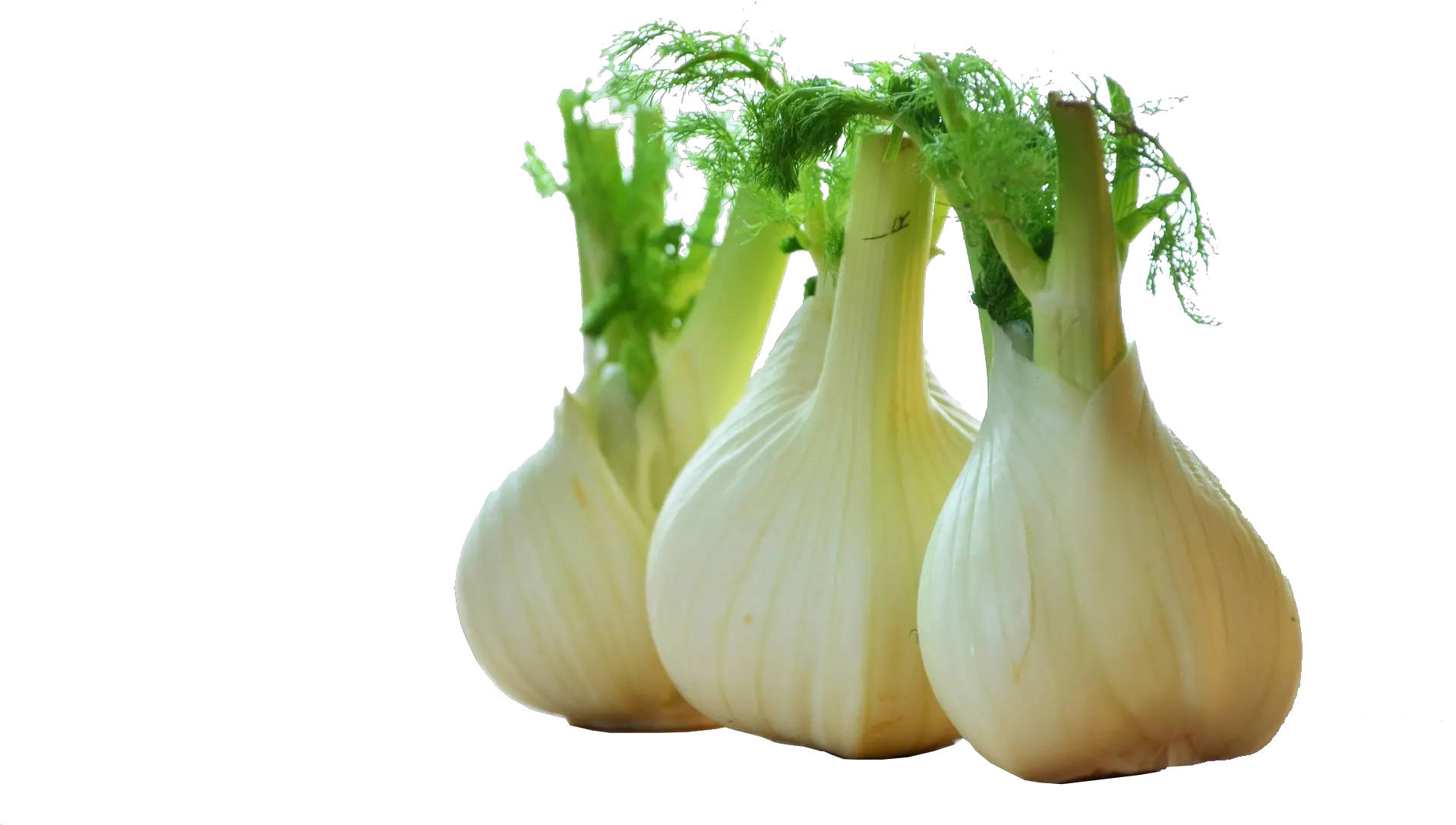  Download Fennel Drawing Celery Bulbo De Hinojo Png Celery Png