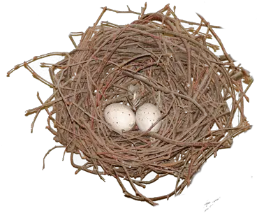  Nest Png Nest Nest Png